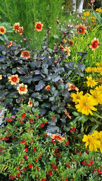  - 2025 Gradina de dalii Hamburg