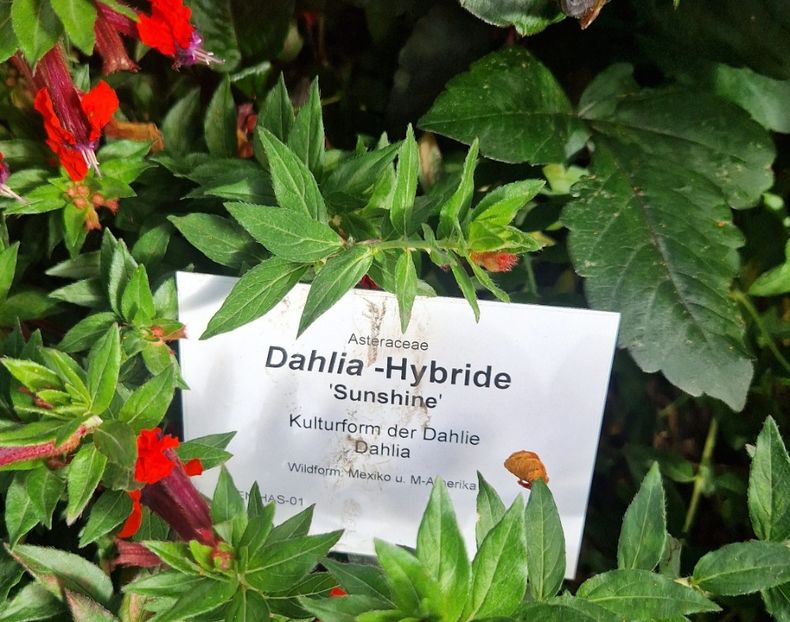  - 2025 Gradina de dalii Hamburg