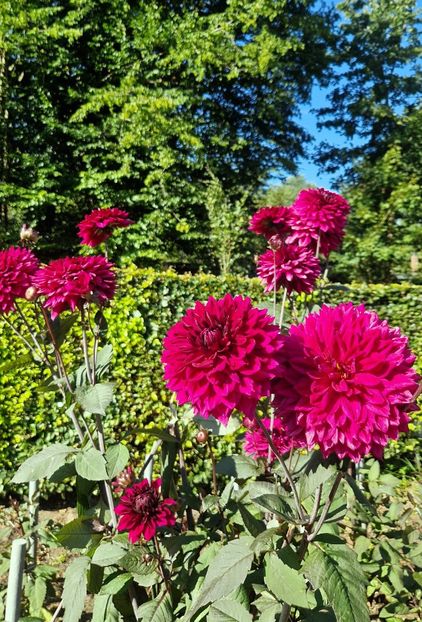  - 2025 Gradina de dalii Hamburg