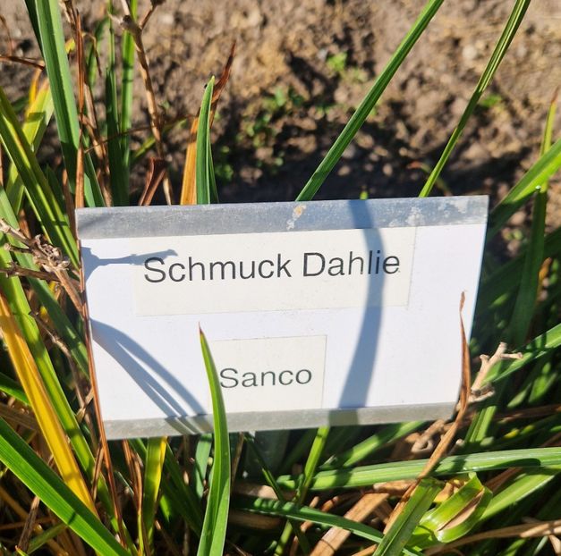  - 2025 Gradina de dalii Hamburg