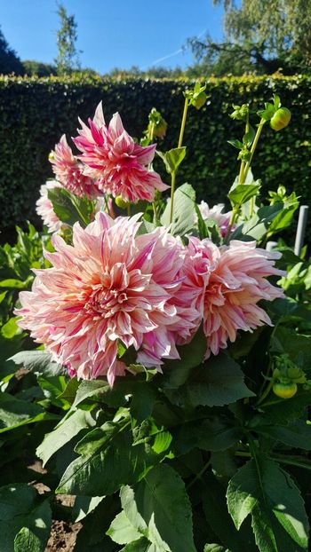  - 2025 Gradina de dalii Hamburg