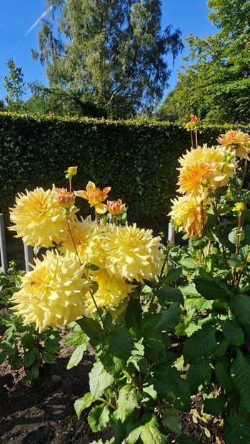  - 2025 Gradina de dalii Hamburg