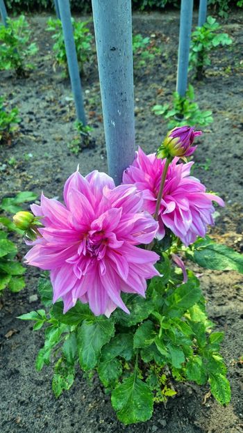  - 2025 Gradina de dalii Hamburg