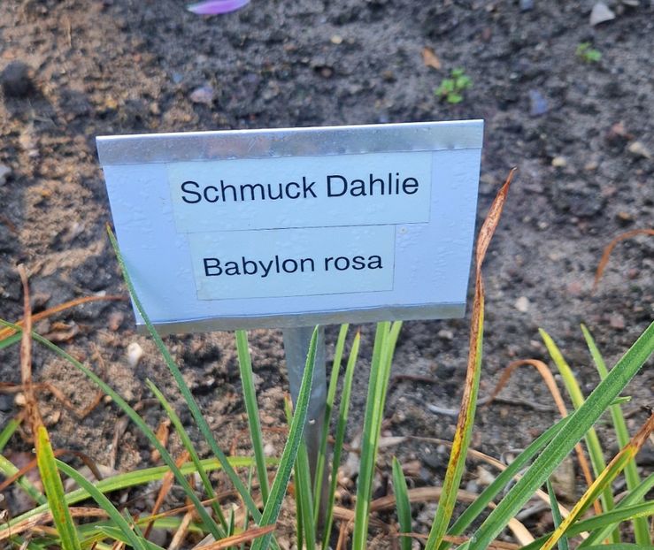  - 2025 Gradina de dalii Hamburg