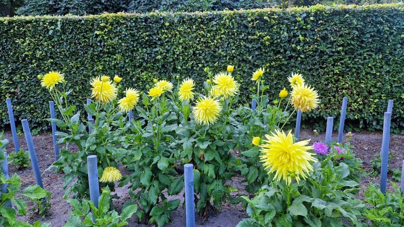  - 2025 Gradina de dalii Hamburg