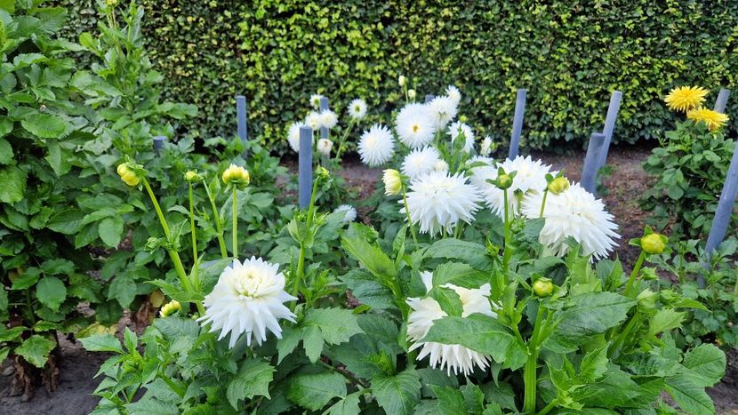  - 2025 Gradina de dalii Hamburg