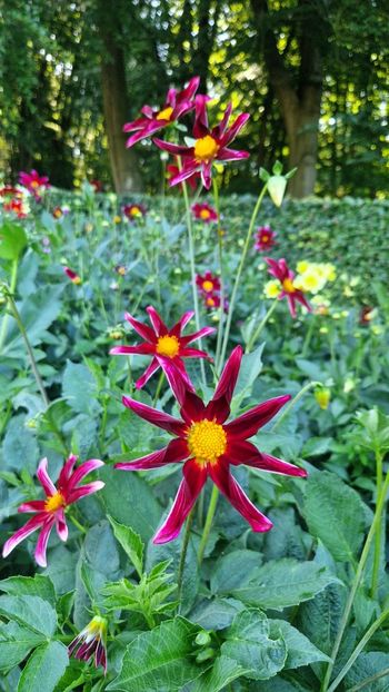  - 2025 Gradina de dalii Hamburg