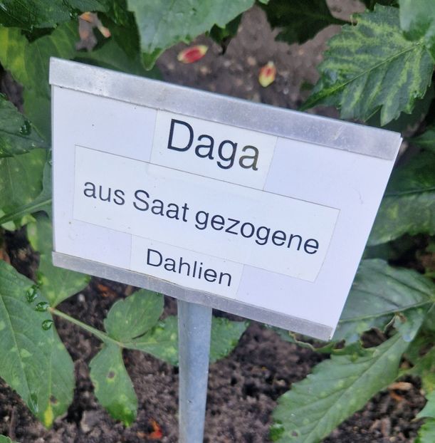  - 2025 Gradina de dalii Hamburg
