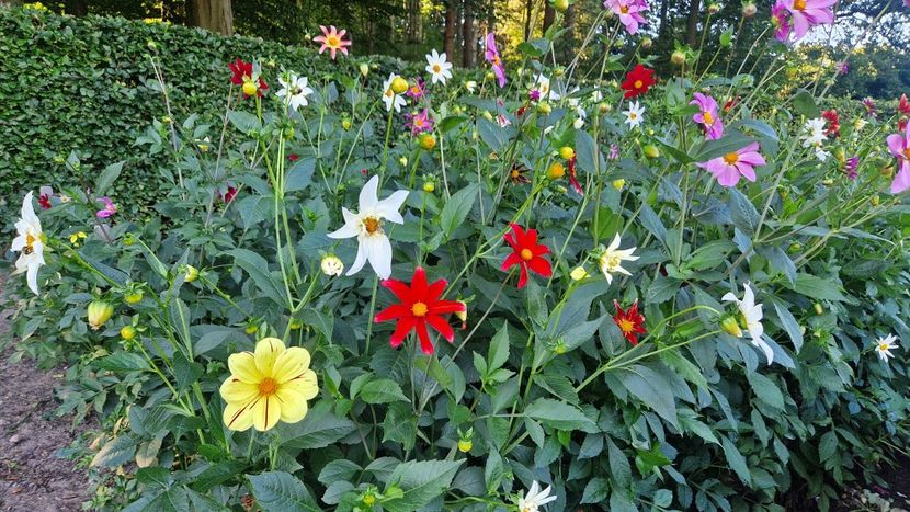  - 2025 Gradina de dalii Hamburg