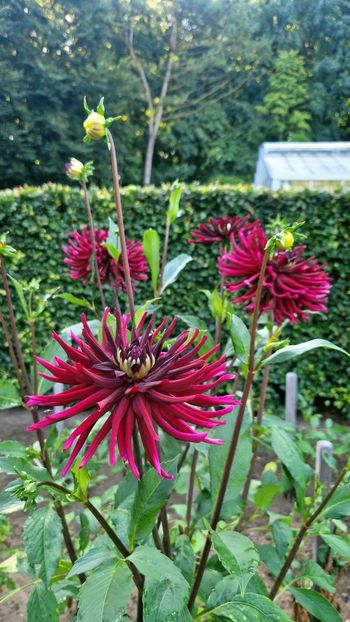  - 2025 Gradina de dalii Hamburg