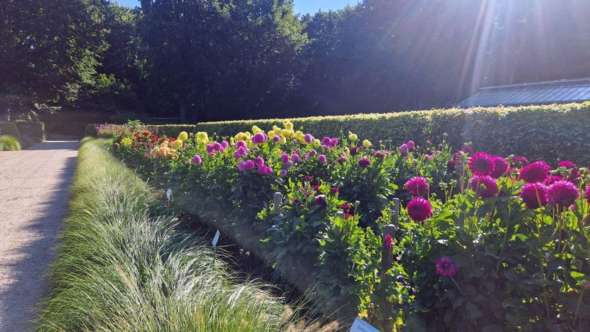  - 2025 Gradina de dalii Hamburg