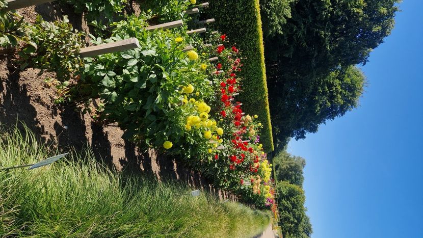  - 2025 Gradina de dalii Hamburg