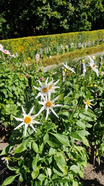  - 2025 Gradina de dalii Hamburg