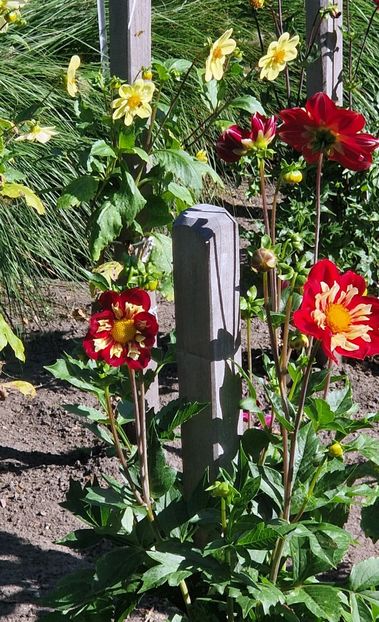  - 2025 Gradina de dalii Hamburg