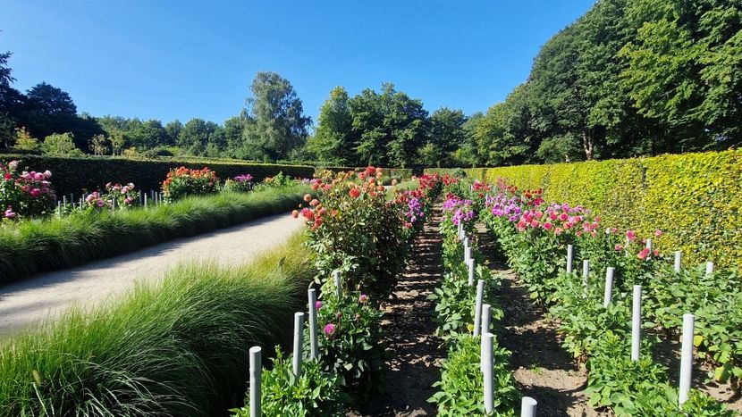  - 2025 Gradina de dalii Hamburg