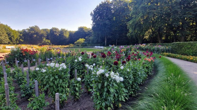  - 2025 Gradina de dalii Hamburg