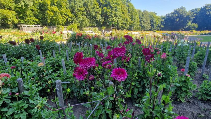  - 2025 Gradina de dalii Hamburg