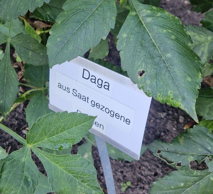  - 2025 Gradina de dalii Hamburg