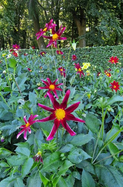  - 2025 Gradina de dalii Hamburg