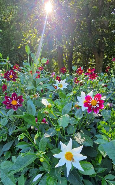  - 2025 Gradina de dalii Hamburg