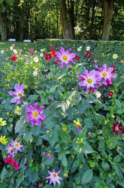  - 2025 Gradina de dalii Hamburg