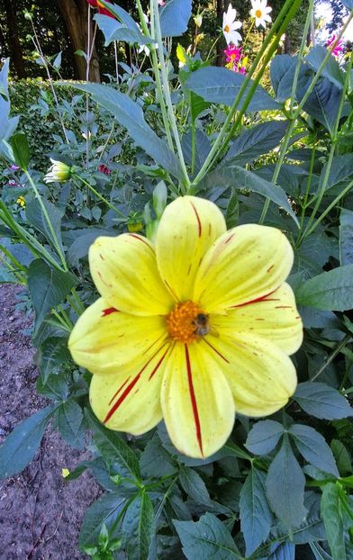  - 2025 Gradina de dalii Hamburg