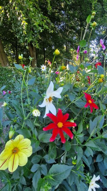  - 2025 Gradina de dalii Hamburg