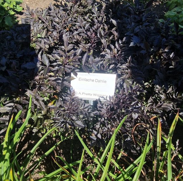  - 2025 Gradina de dalii Hamburg