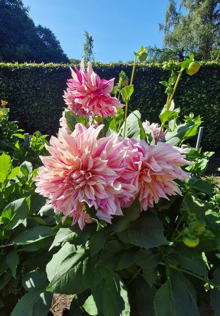  - 2025 Gradina de dalii Hamburg