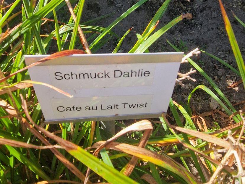  - 2025 Gradina de dalii Hamburg