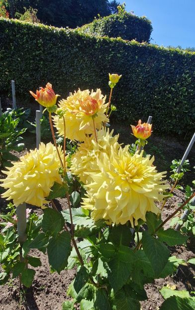  - 2025 Gradina de dalii Hamburg