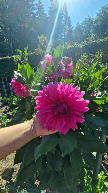  - 2025 Gradina de dalii Hamburg