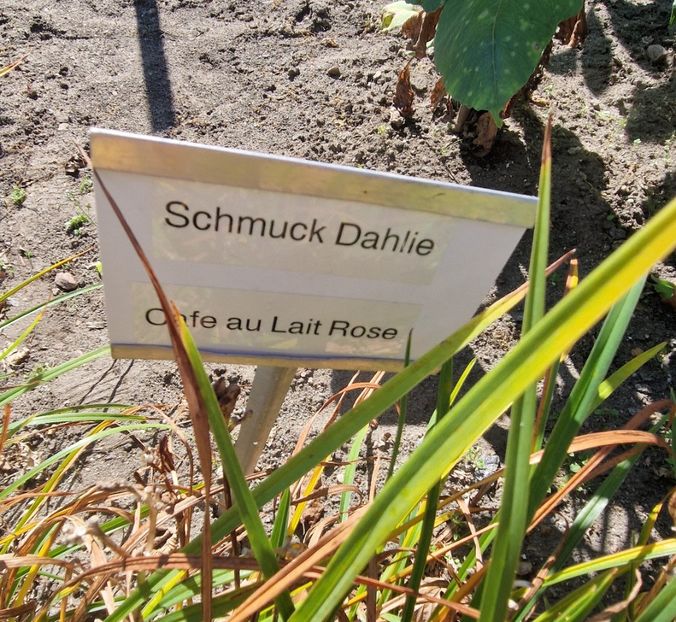  - 2025 Gradina de dalii Hamburg