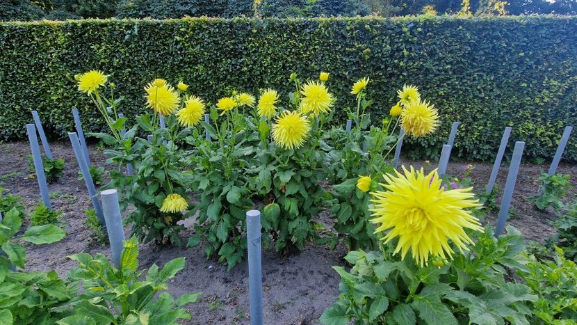  - 2025 Gradina de dalii Hamburg