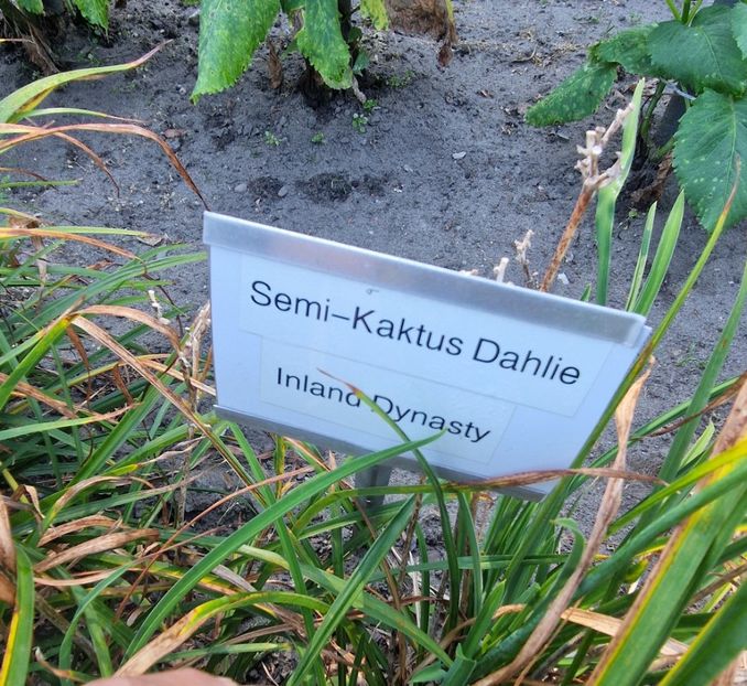  - 2025 Gradina de dalii Hamburg