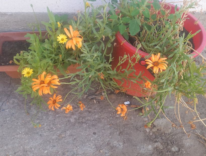 Coreopsis - ochiul fetei - Florile mele