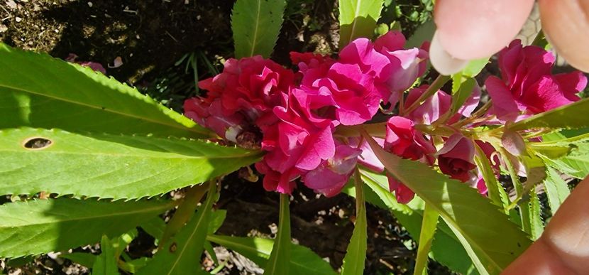  - 1 Dorințe pt 2025