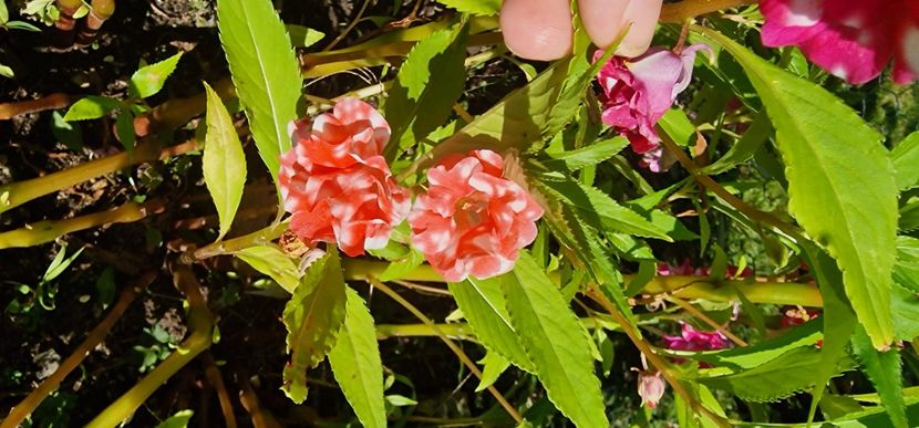  - 1 Dorințe pt 2025