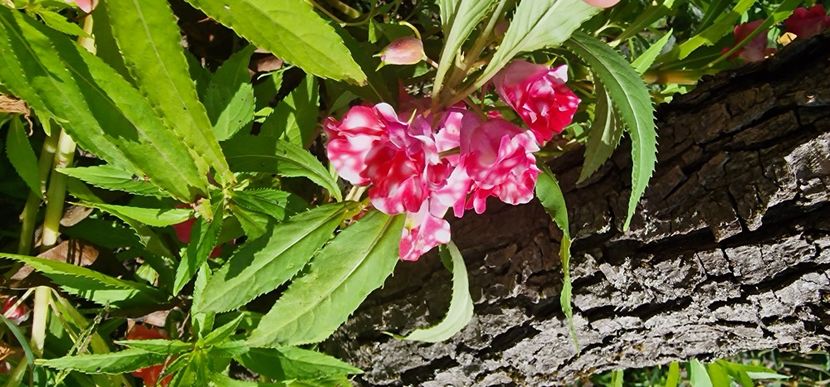  - 1 Dorințe pt 2025