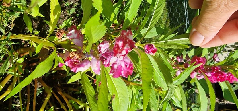  - 1 Dorințe pt 2025