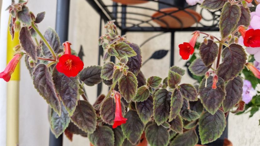 Slabut, anul asta! - Dutch treat p