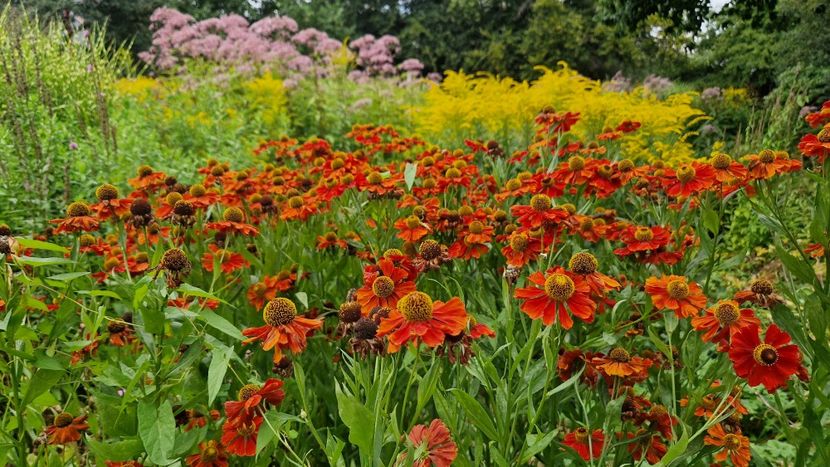  - 2025 Gradina Planten un blomen