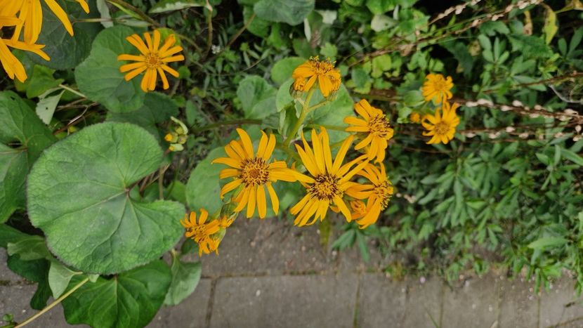  - 2025 Gradina Planten un blomen