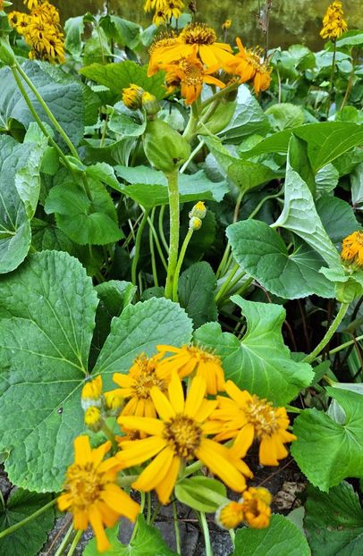  - 2025 Gradina Planten un blomen