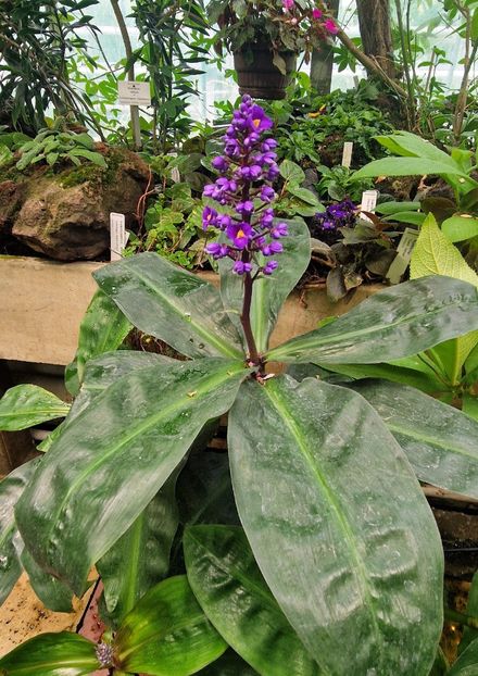  - 2025 Gradina botanica din Potsdam