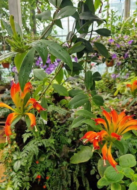  - 2025 Gradina botanica din Potsdam