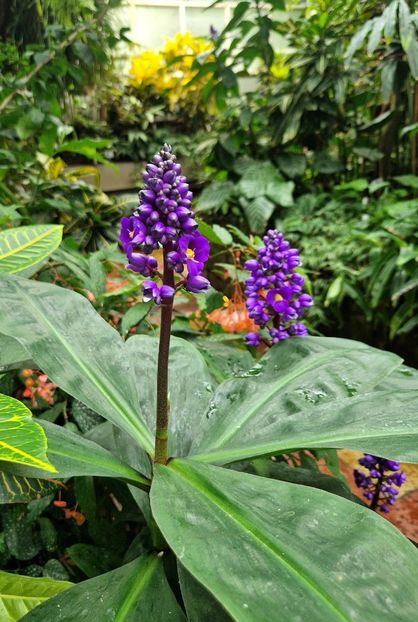  - 2025 Gradina botanica din Potsdam