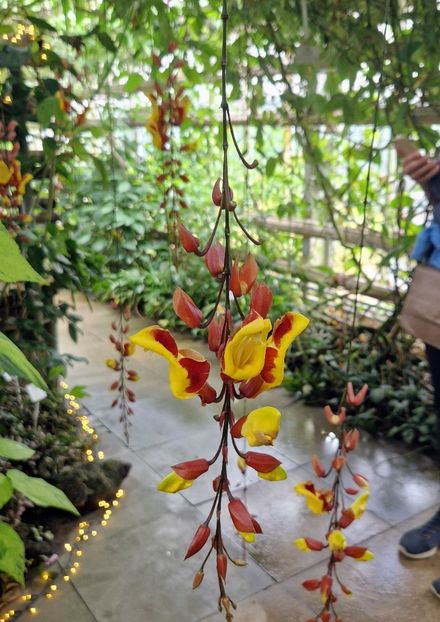  - 2025 Gradina botanica din Potsdam