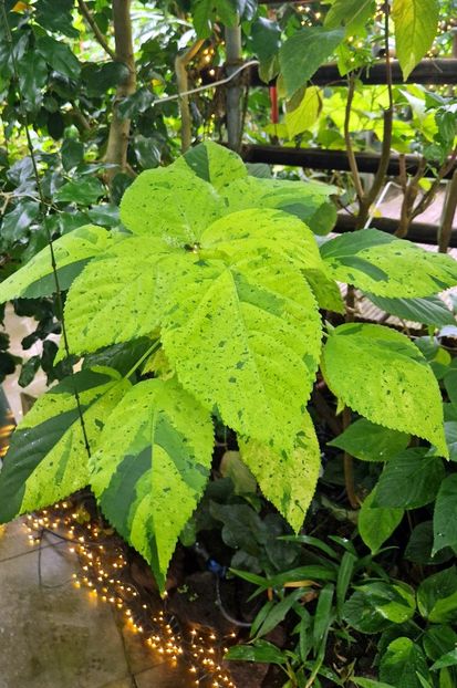  - 2025 Gradina botanica din Potsdam