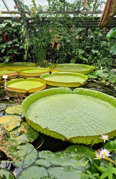  - 2025 Gradina botanica din Potsdam